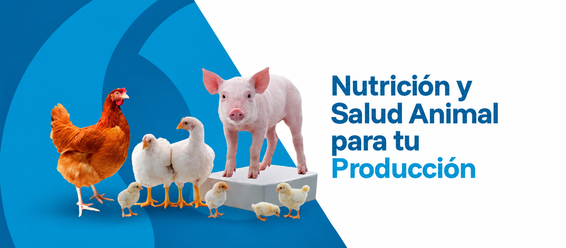 Nutrición y salud animal para tu producción: aves y cerdo
